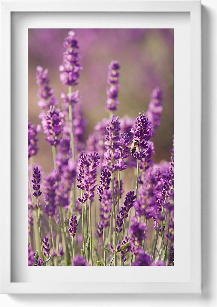 Lavendelblumenwiese– Wandbild mit Rahmen – Gerahmtes Bild – Wanddekoration – 40x60 cm – Weiß