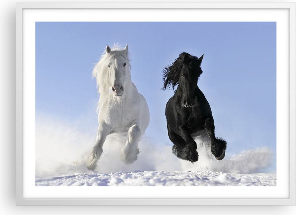 Gerahmtes Poster - Weißer Rahmen - Tiere Schönheit Wettbewerb - 70x50 cm - Wand Bild - Wanddeko - Wandbilder - Wandposter - Bilderrahmen - Bilder...