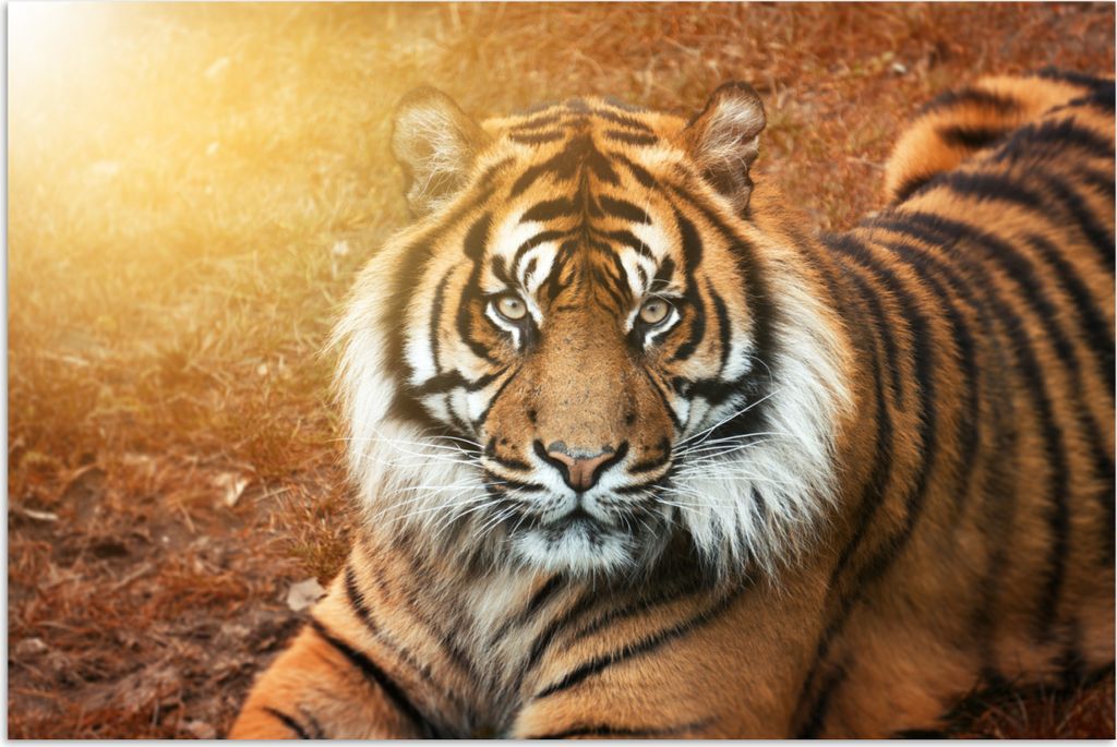 MuchoWow Poster Porträt - Tiger - Sonne 120x80 cm - Bilder