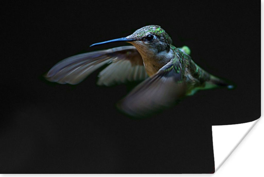 MuchoWow Poster Kolibri - Federn - Schwarz 90x60 cm - Schlafzimmer