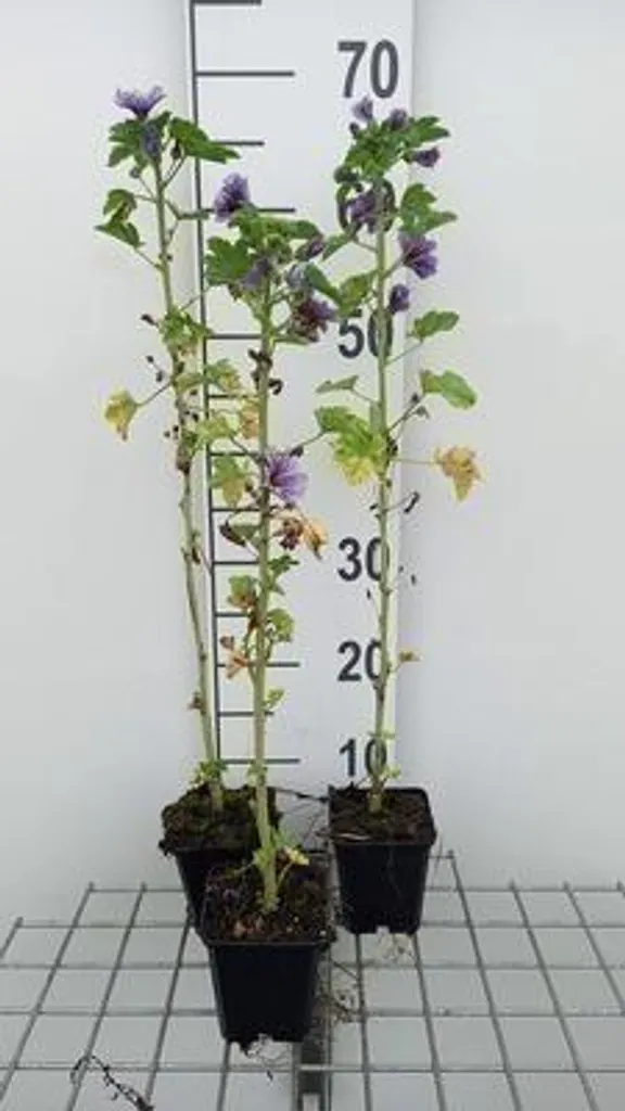 6 Malva sylvestris Marina Dema - Mauve en Pot 9x9cm pour Jardin