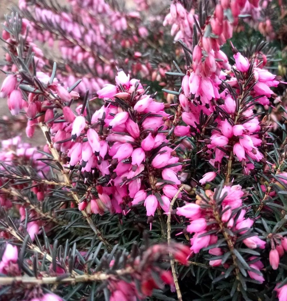 Winterblühende Heide Erica darleyensis Kramers Rote immergrün 10 - 15 cm
