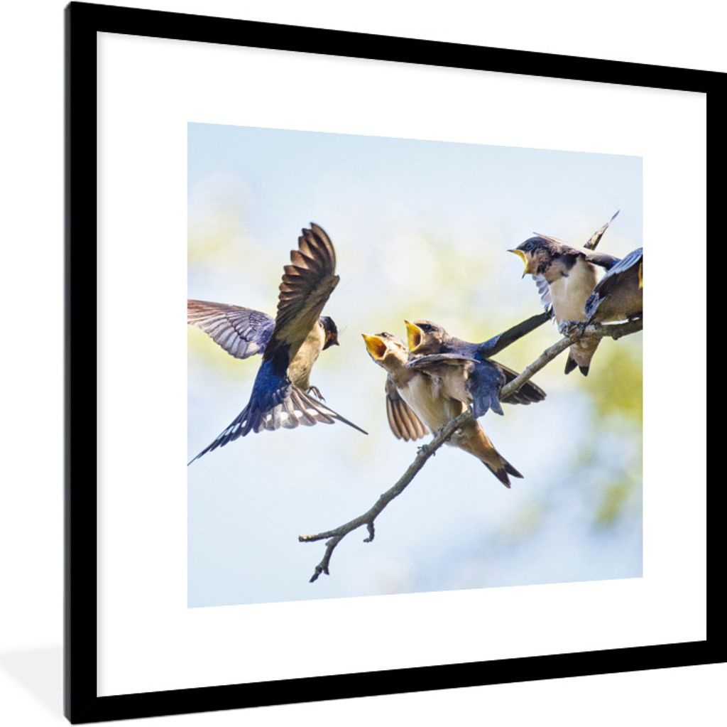 MuchoWow® Gerahmtes Poster Juvenile Rauchschwalben 40x40 cm Produktbild 