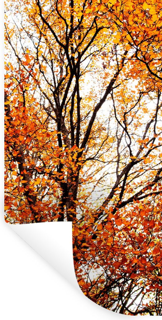 MuchoWow Wandtattoo Wandsticker Wandaufkleber Wald - Herbst - Jahreszeiten 80x160 cm Selbstklebend und Repositionierbar - Sticker - Dekorfolie
