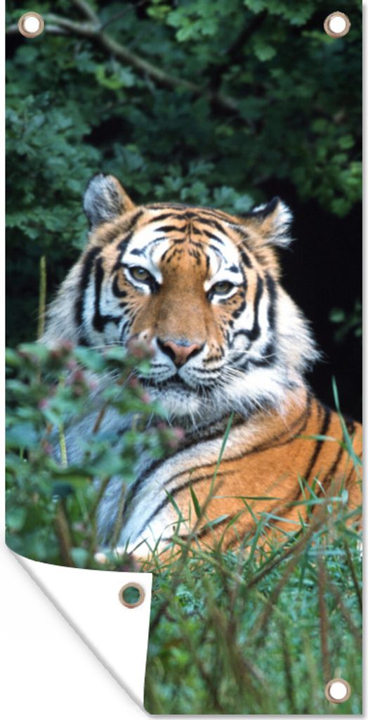 MuchoWow 80x160 cm Outdoor-Poster Gartendeko Sichtschutz Garten Poster für den Garten Tiger - Gras - Grün