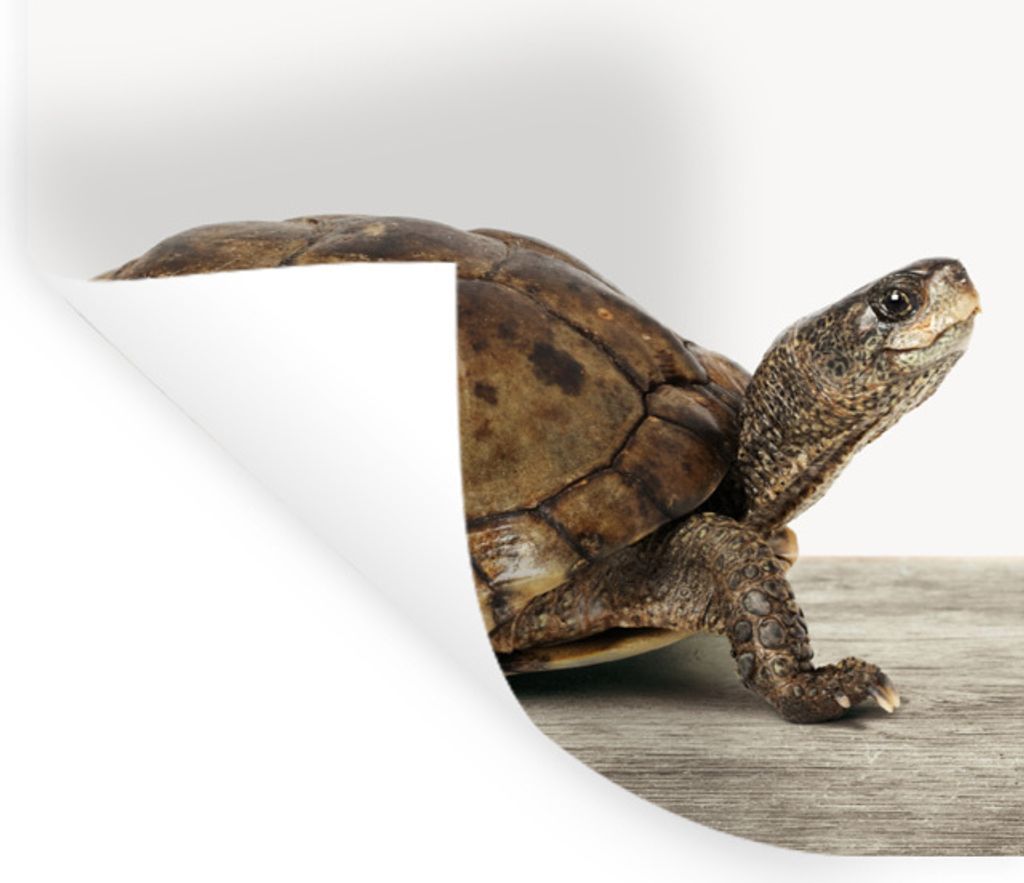 MuchoWow Wandtattoo Wandsticker Wandaufkleber Schildkröte - Junge - Tiere - Kinder - Mädchen 80x160 cm Selbstklebend und Repositionierbar - Sti...
