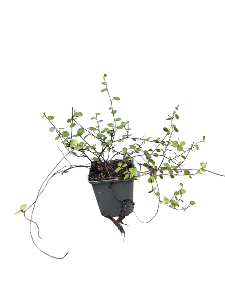 Muehlenbeckia axillaris complexa en lot de 6 plantes en pot de 9cm