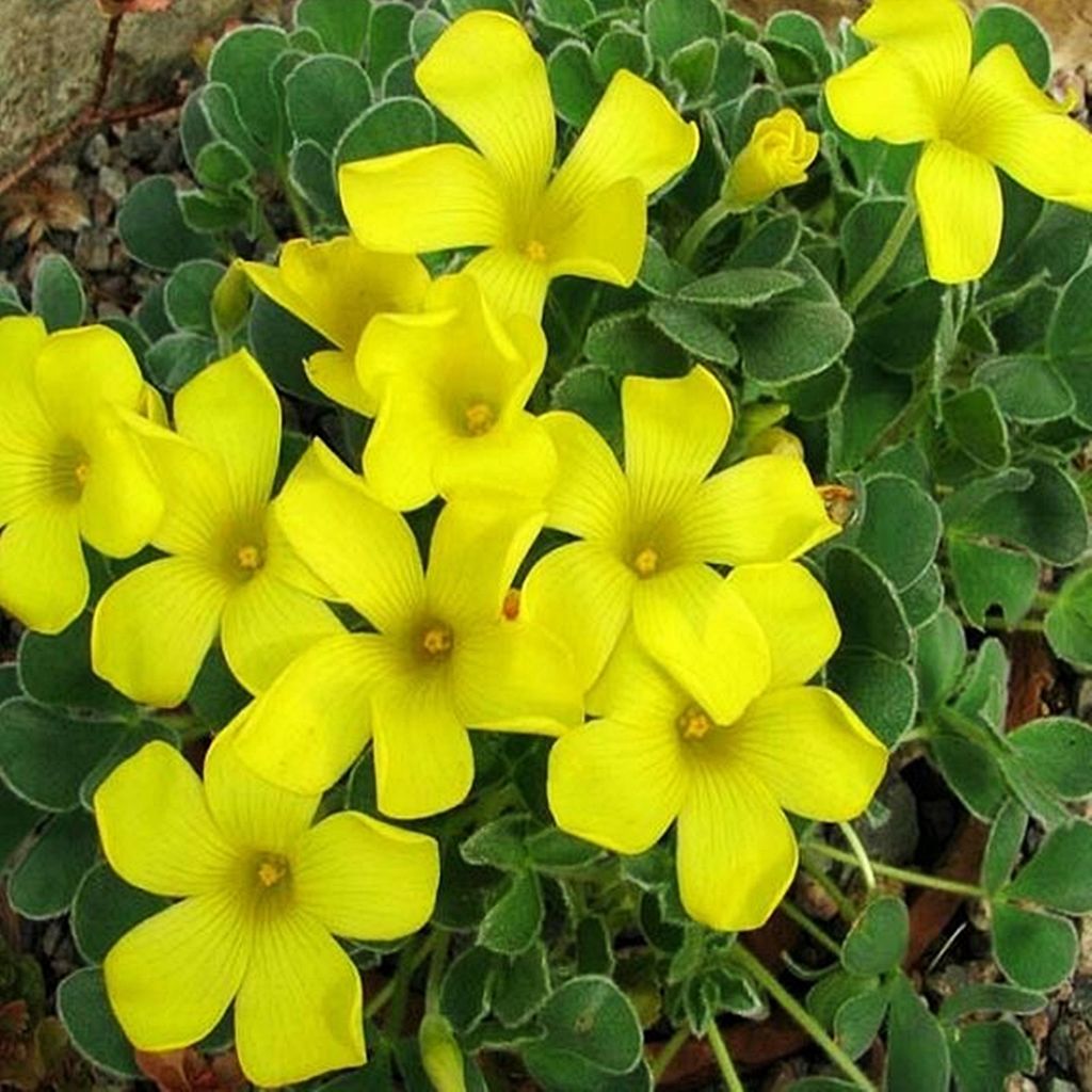 Oxalis Bulbes de fleurs Oignons Fleurs Oseille Ken Aslet 3 Image du produit 