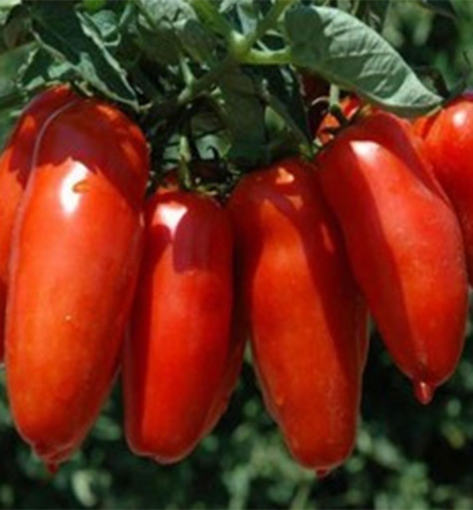 Tomate ́SAN MARZANO GIGANTE GIANO F1 ́, Cont. 0,5 l