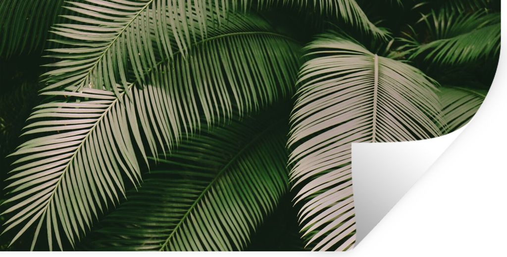 MuchoWow Wandtattoo Wandsticker Wandaufkleber Palmwedel - Sommer - Tropisch 40x20 cm Selbstklebend und Repositionierbar - Aufkleber