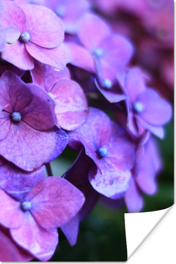 MuchoWow Poster Blumen - Lila - Hortensie - Natur - Blütenblätter 60x90 cm - Wanddekoration