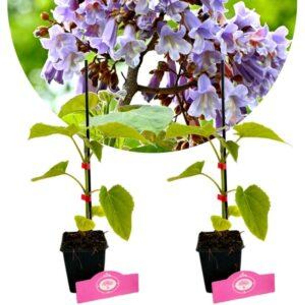 Lot de 2 plants de Paulownia tomentosa (Paulownia), hauteur Image du produit 