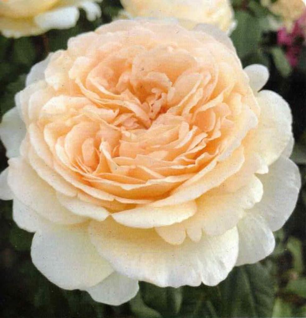 Edelrose Marzipan - Eleganza Antique Kollektion - Kordes Rose - Duft +++