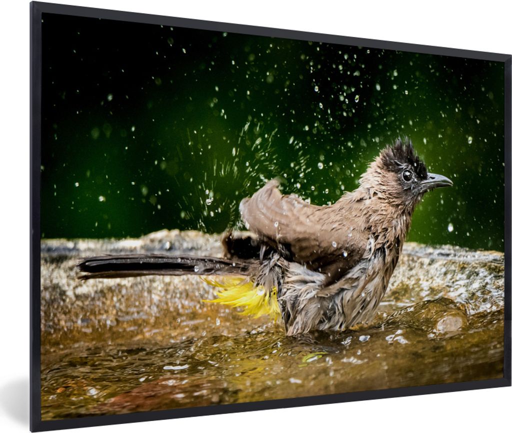 MuchoWow MuchoWow Gerahmtes Poster Vogel - Vogeltränke - Wasser 90x60 cm - Poster mit zchwarzem Bilderrahmen - Fotorahmen - Foto-Plakat