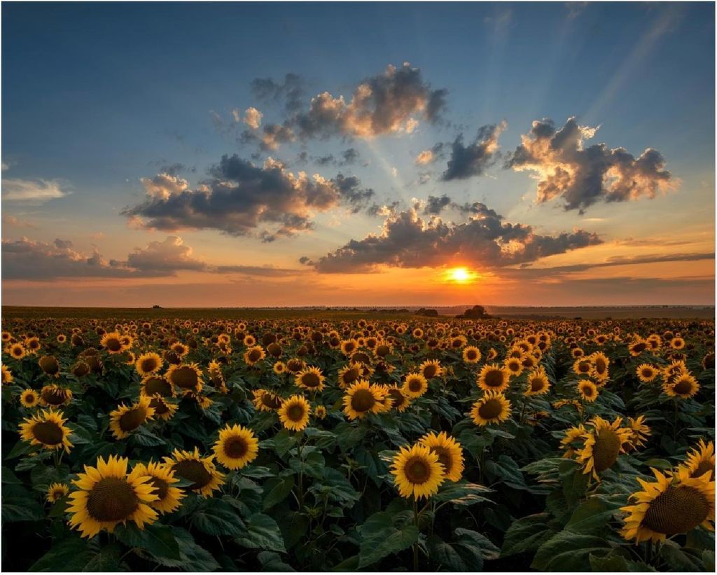 Wallario Poster - Sonnenblumenwiese vor Wolken mit Sonnenuntergang, Kunstdruck Größe: 40 x 50 cm