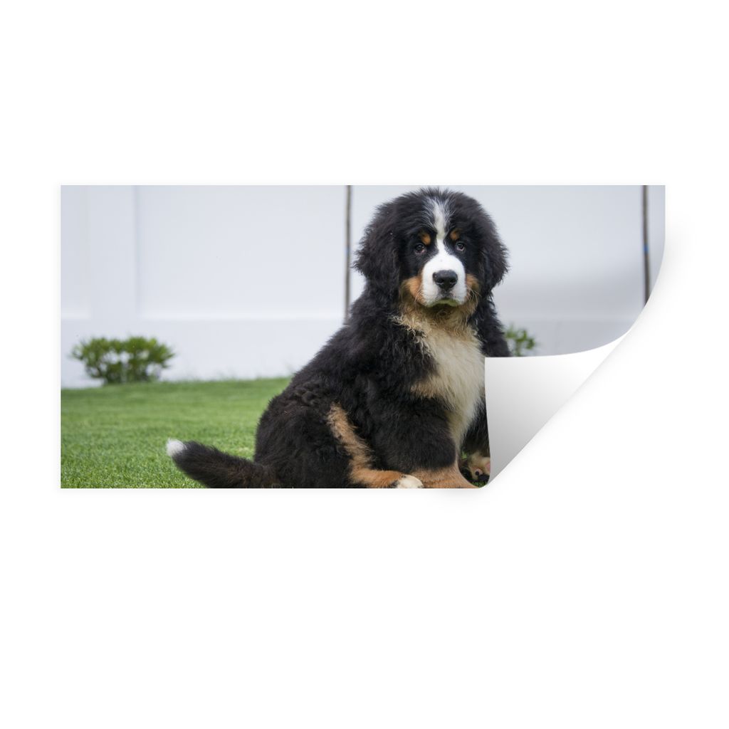 MuchoWow Wandtattoo Wandsticker Wandaufkleber Super süßer Berner Sennenhund Welpe 80x40 cm Selbstklebend und Repositionierbar - Aufkleber
