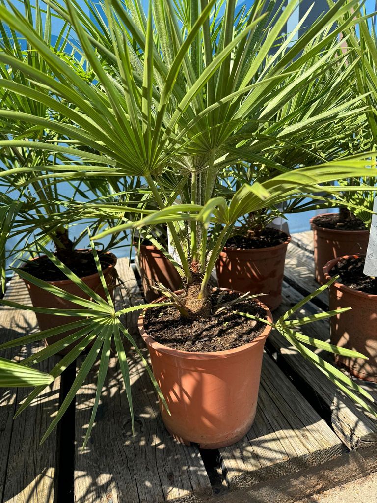 Chamaerops Humilis - Trpasličia palma - Stálezelená odolná Obrázok produktu 