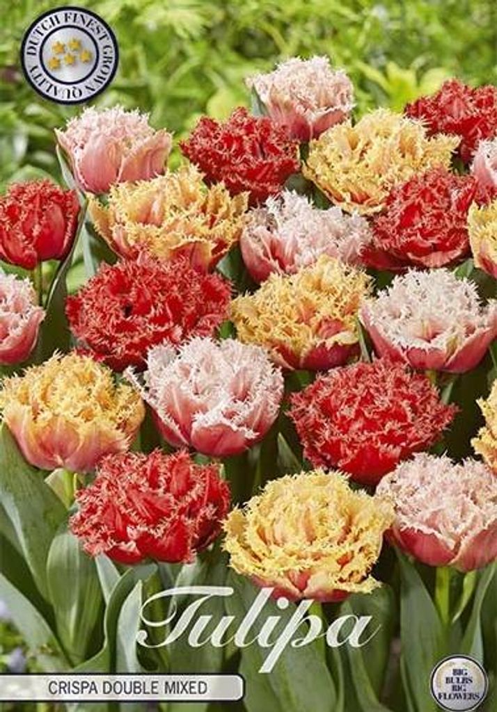 Artikelbild 2 von 'Tulpe Crispa Double Mixed (premium) (10 Stück)' aus der Kategorie Blumenzwiebeln