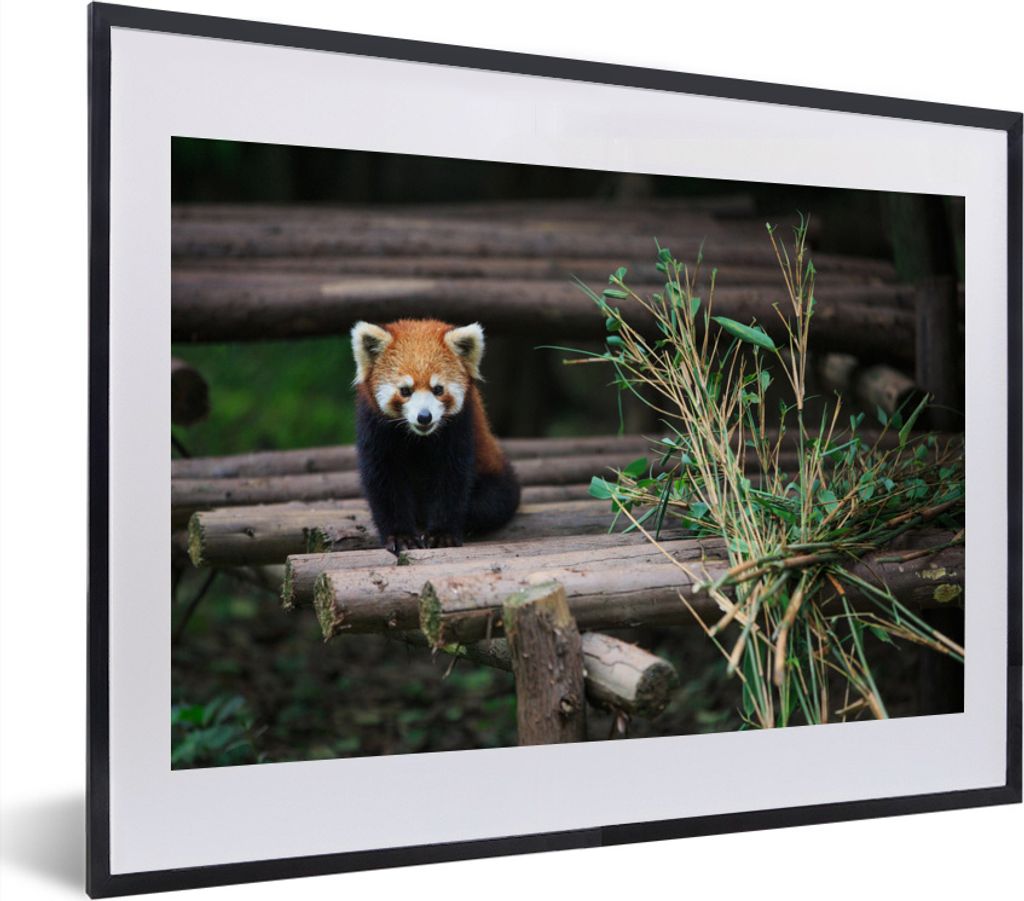 MuchoWow MuchoWow Gerahmtes Poster Roter Panda - Bambus - Baumstämme 40x30 cm - Poster mit zchwarzem Bilderrahmen - Bilderrahmen - Poster im R...