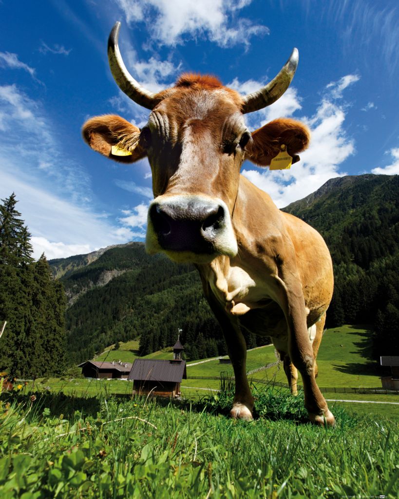 Kühe Kunstdruck Bild - Kuh Auf Der Alm (50 x 40 cm) Produktbild 