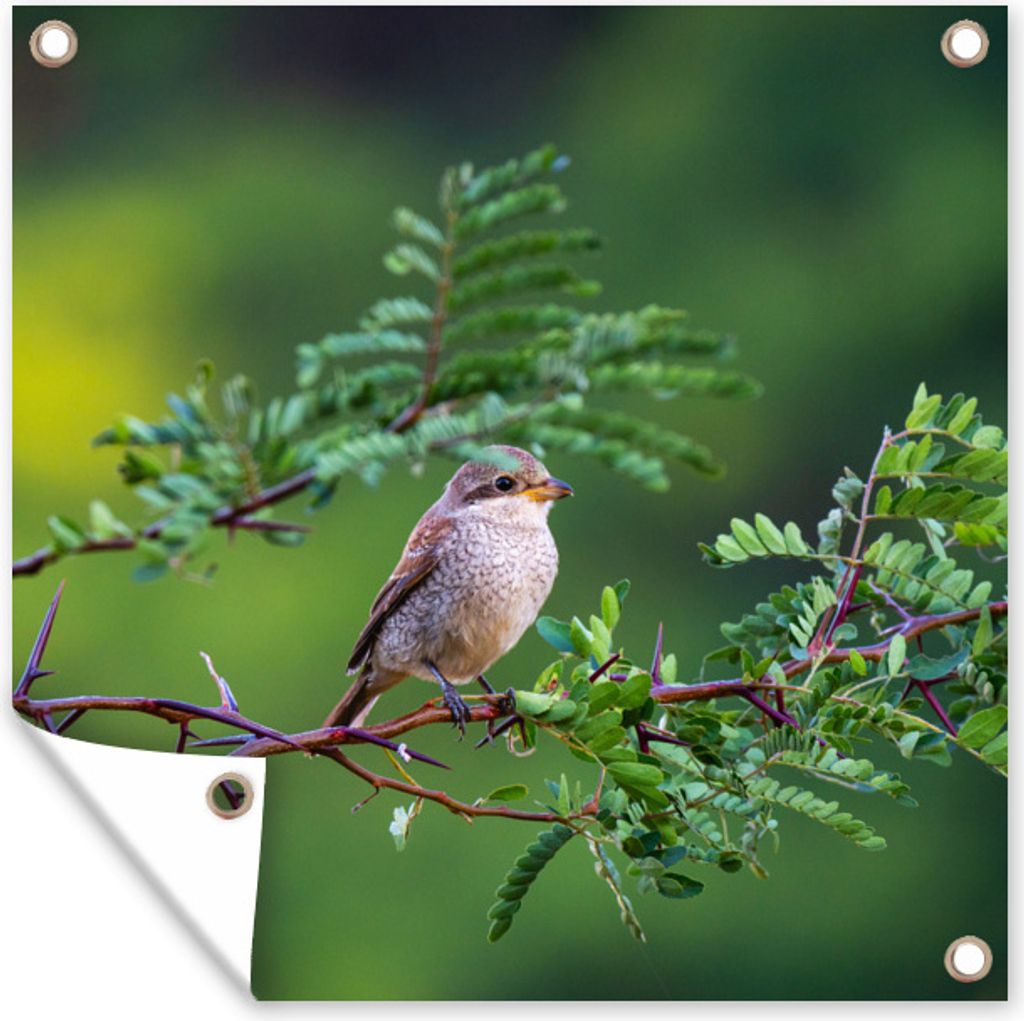 MuchoWow 100x100 cm Outdoor-Poster Gartendeko Sichtschutz Garten Poster für den Garten Vogel - Baum - Wald