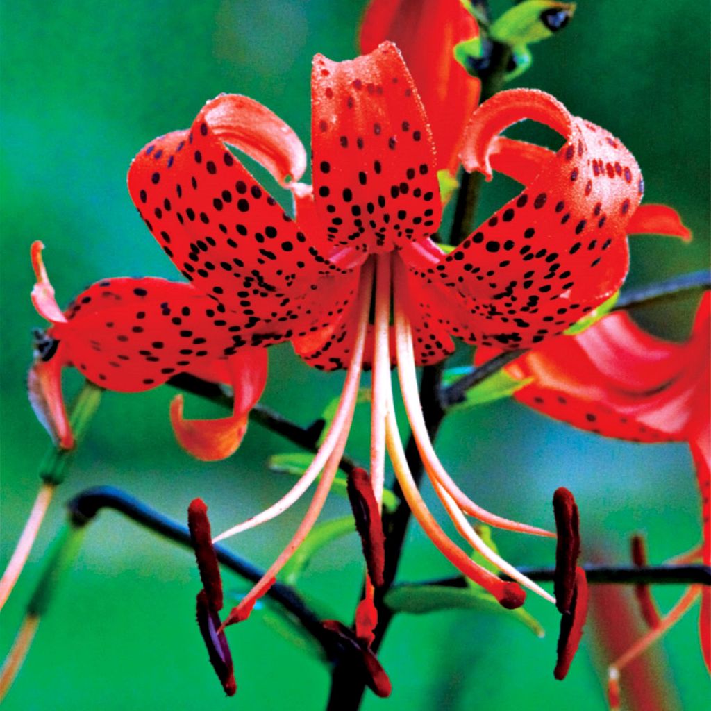 Lilien Blumenzwiebeln Zwiebeln Blumen Tigerlilie Red Tiger Produktbild 