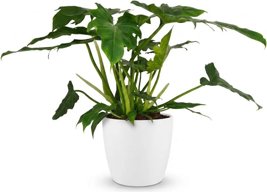 Philodendron Lacerum Plante d'Intérieur Peu d'Entretien - Pot Blanc 19cm