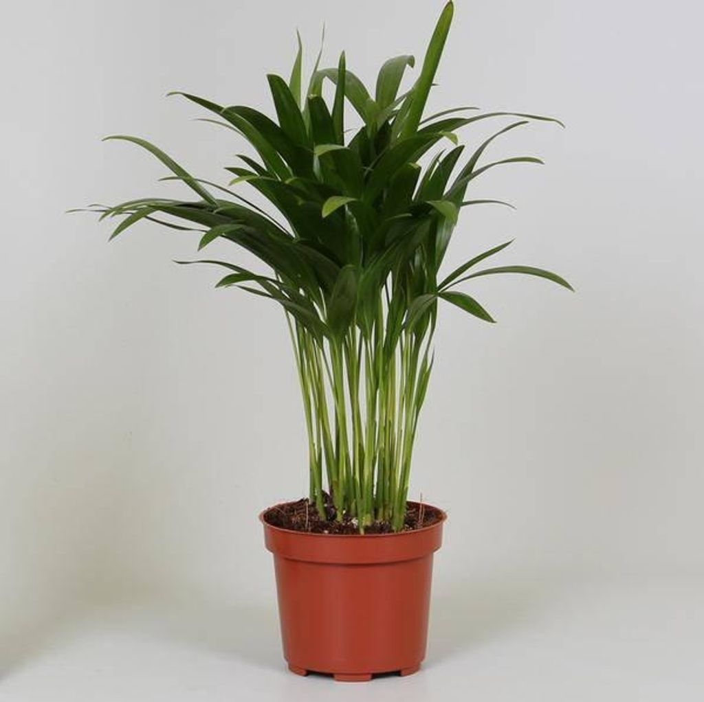 Goldfruchtpalme Areca Dypsis Ø12cm 35cm Tropische Produktbild 