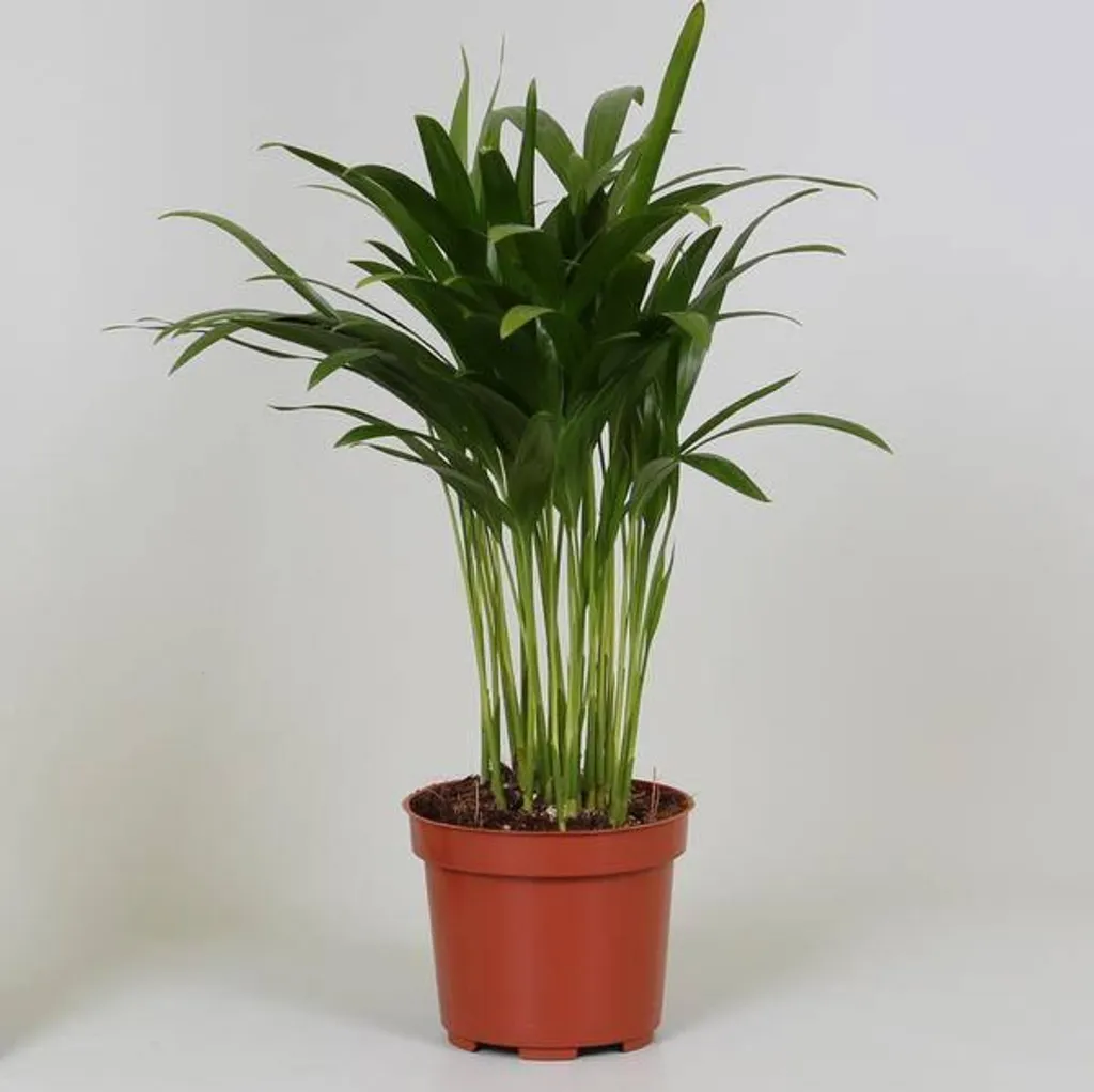 Palmier Areca Dypsis Facile d'Entretien - Plante de 35 cm avec Pot 12 cm