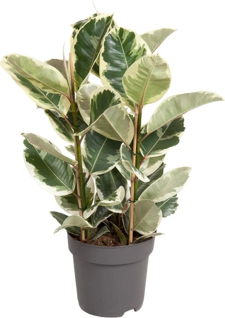 Décoration Tropicale Salon et Bureau - Ficus Tineke 100cm Ø27cm
