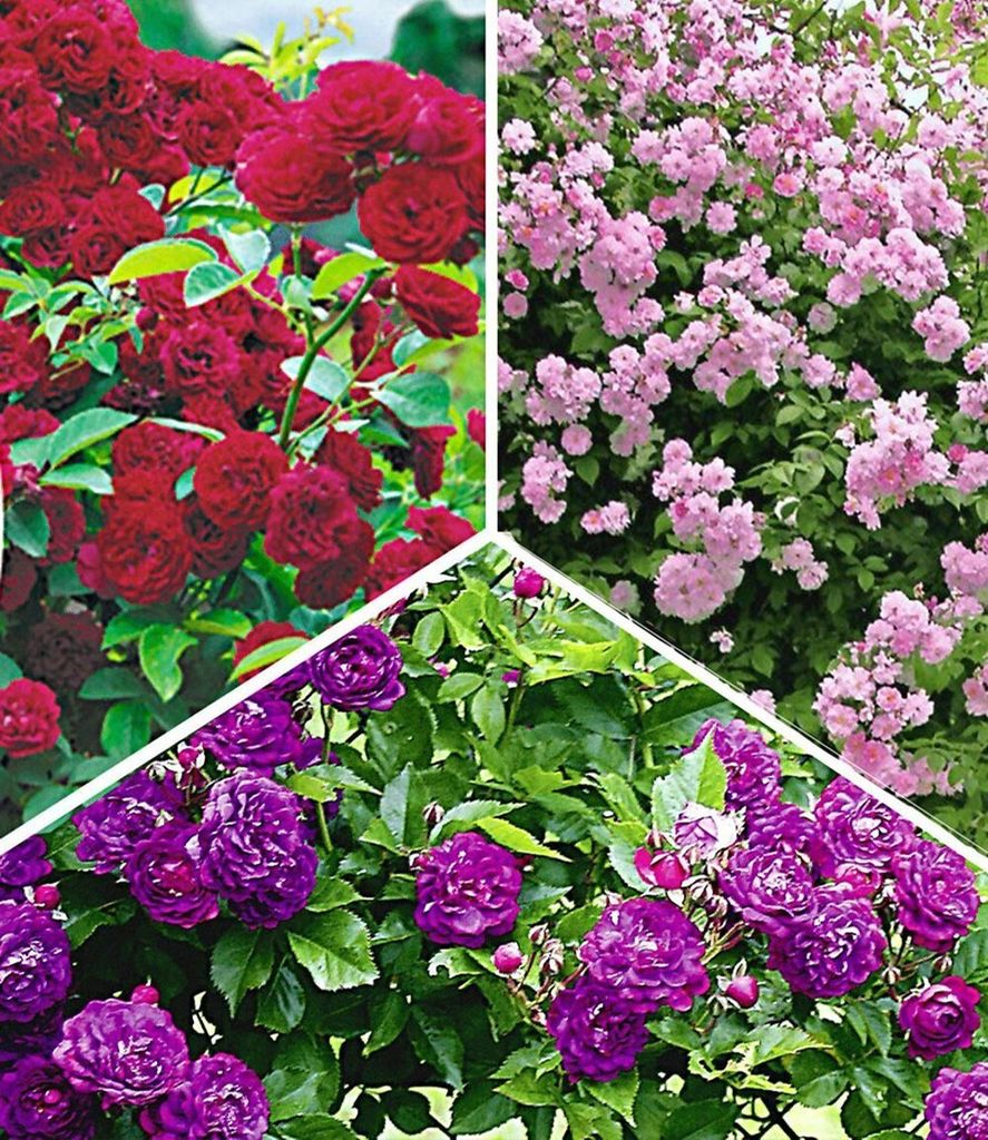 BALDUR Garten 3er Rambler-Rosen-Kollektion, Pflanzen wurzelballiert, Bleu Magenta, Chevy Chase, Paul's Himalayan Musk Rambler, Kletterrosen, winter...