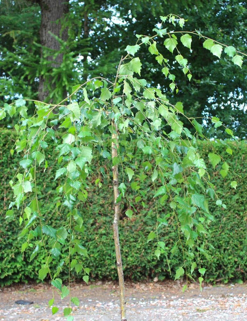 Plačúca breza Betula pendula youngii Plačúca breza výška Obrázok produktu 