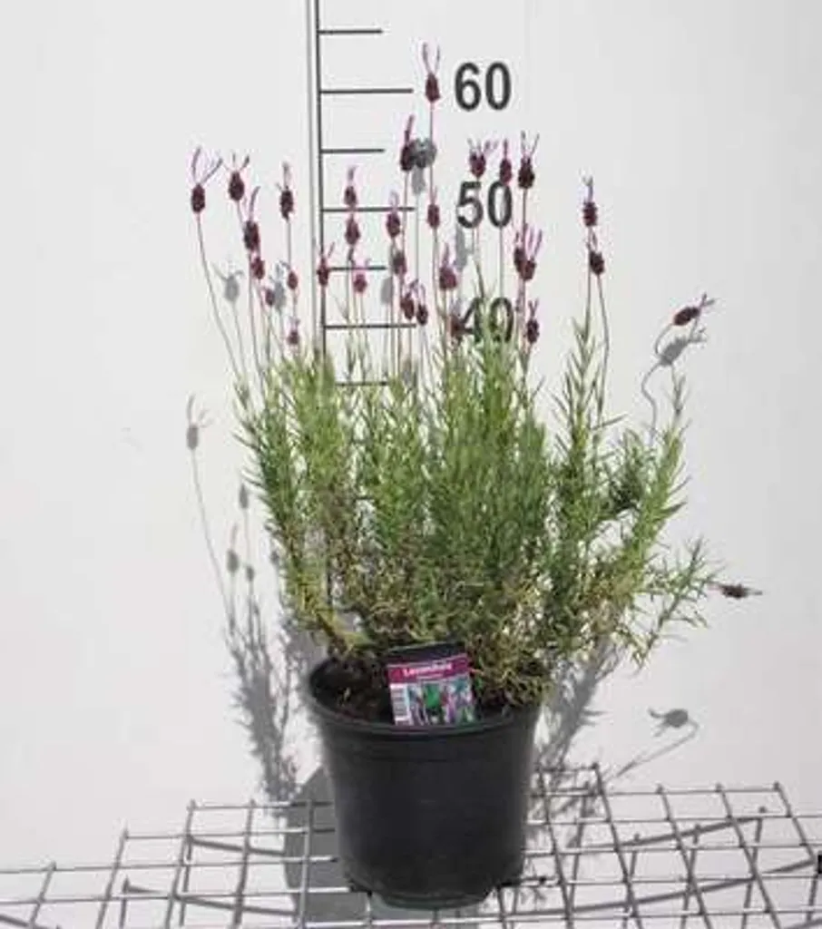 Lavande Papillon Lavandula Pedunculata - Plante Méditerranéenne 3L