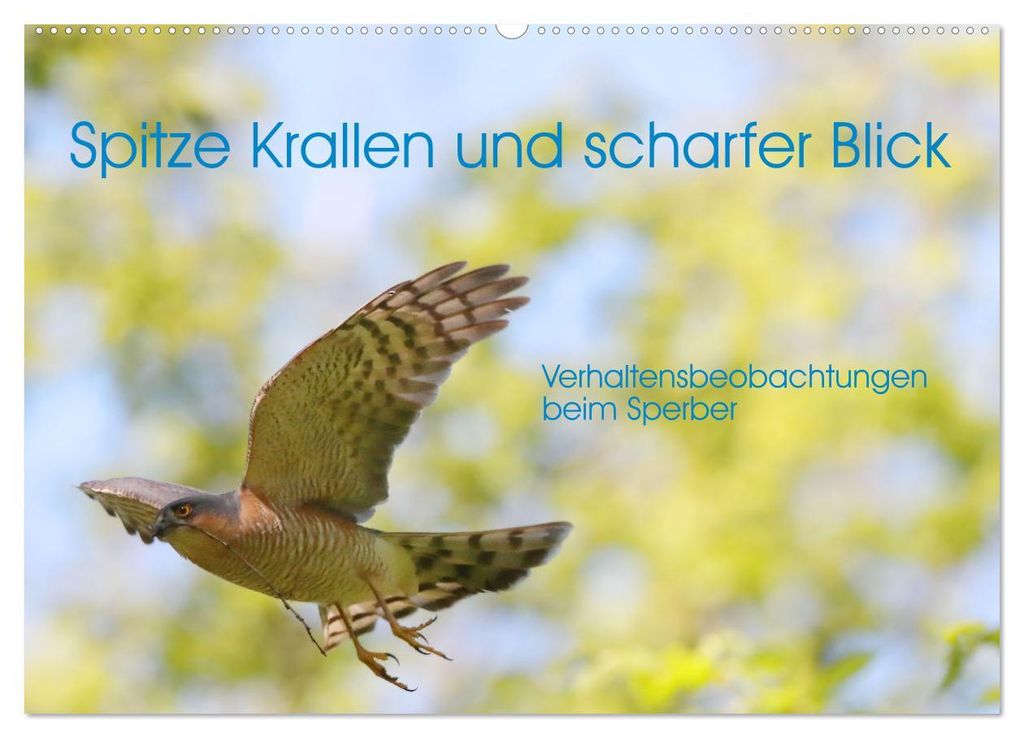 Spitze Krallen und scharfer Blick - Verhalten Sperber (Wandkalender 2027 DIN A2 quer), CALVENDO Monatskalender