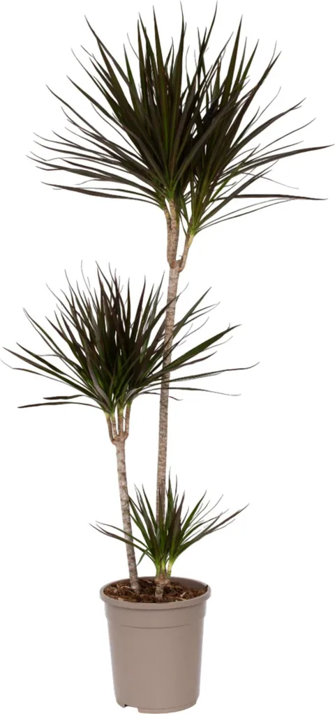 Plante Intérieur Facile Dracaena marginata Dragonnier 110cm Pot Large 24cm