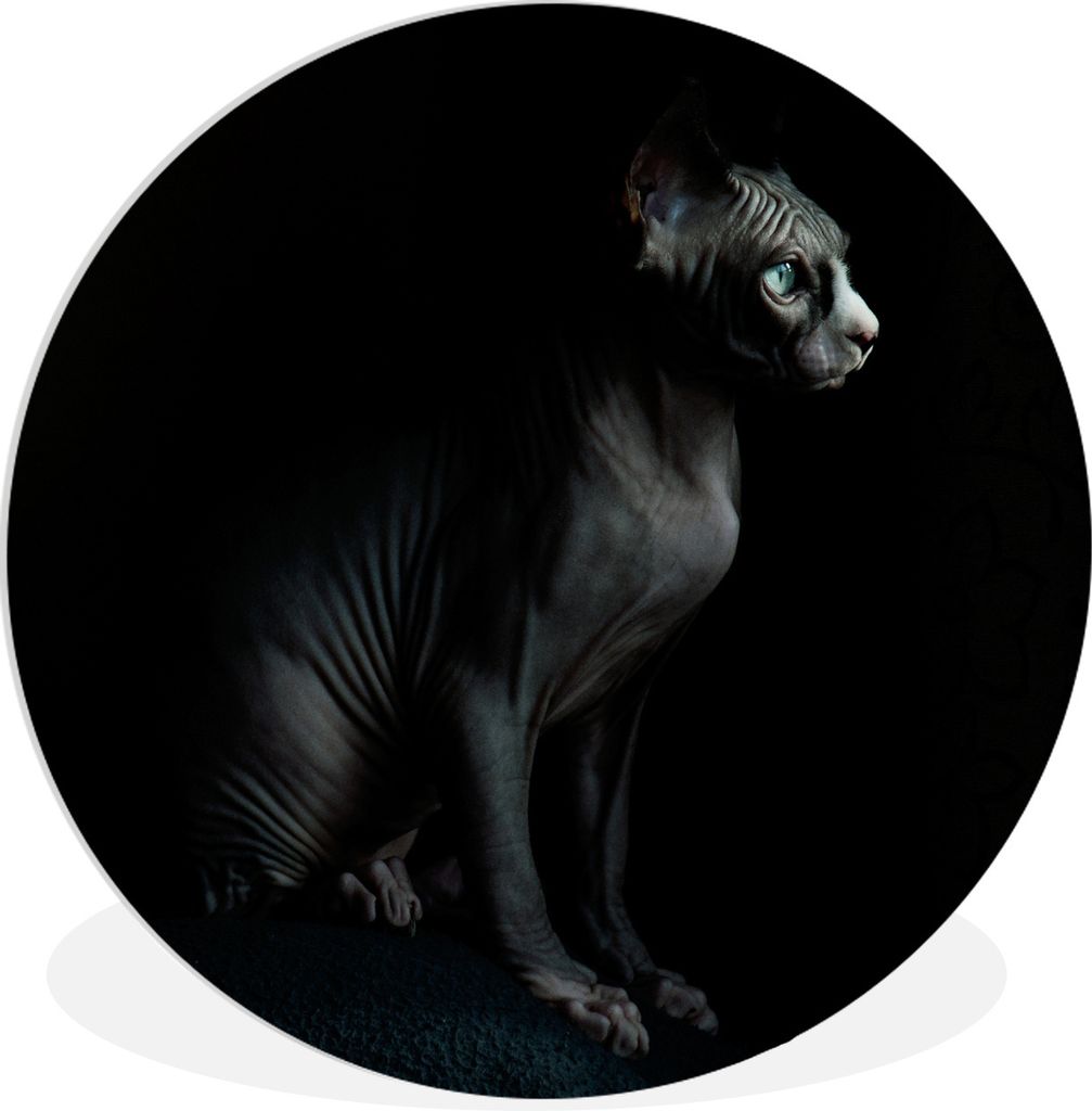 MuchoWow Rundes Wandbild - Runde Bilder Porträt einer schwarzen Sphynx Ø 60 cm Kreis Wanddekoration Kunststoff - Wandkreis - Wandschmuck - Wand...