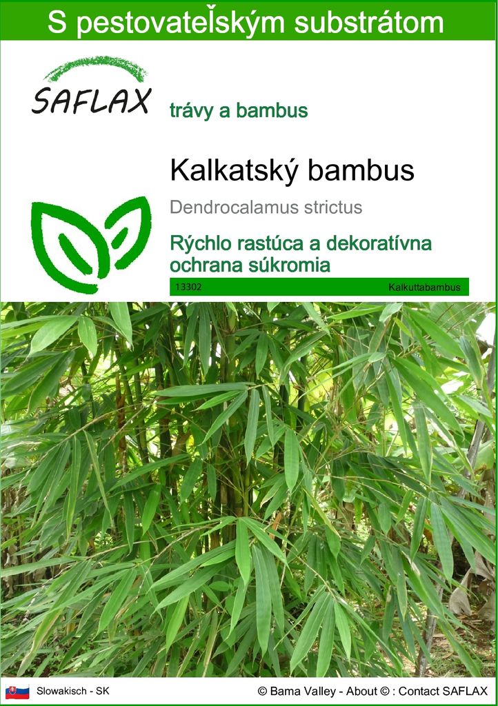 SAFLAX - kalkatský bambus - Dendrocalamus strictus - 50 Obrázok produktu 