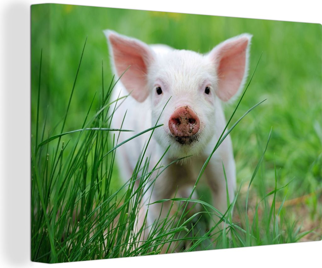 OneMillionCanvasses - Leinwandbilder - 140x90 cm, Schwein - Tiere - Groß, Wandbilder Kunstdruck Wanddekoration - Foto auf Leinwand - Gemälde au...