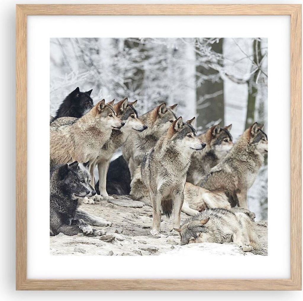 Gerahmtes Poster - Rahmen in heller Eiche - Rudel Wölfe Winter - 40x40 cm - Wand Bild - Wanddeko - Wandbilder - Wandposter - Bilderrahmen - Bilder...