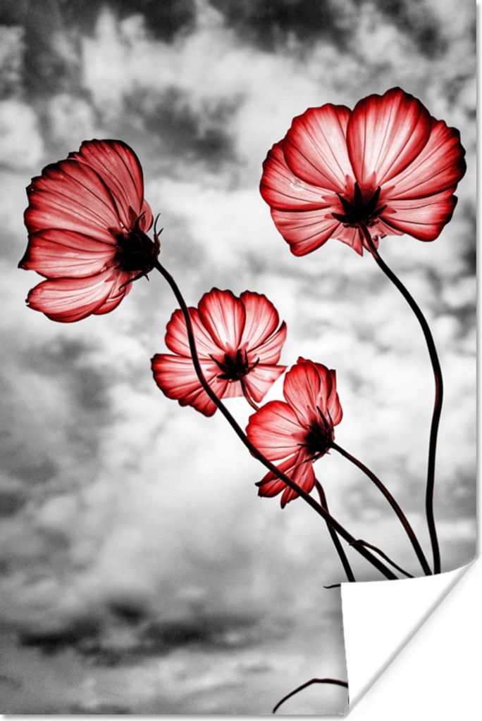 MuchoWow Poster Blumen - Schwarz - Weiß - Rot 60x90 cm - Wanddekoration