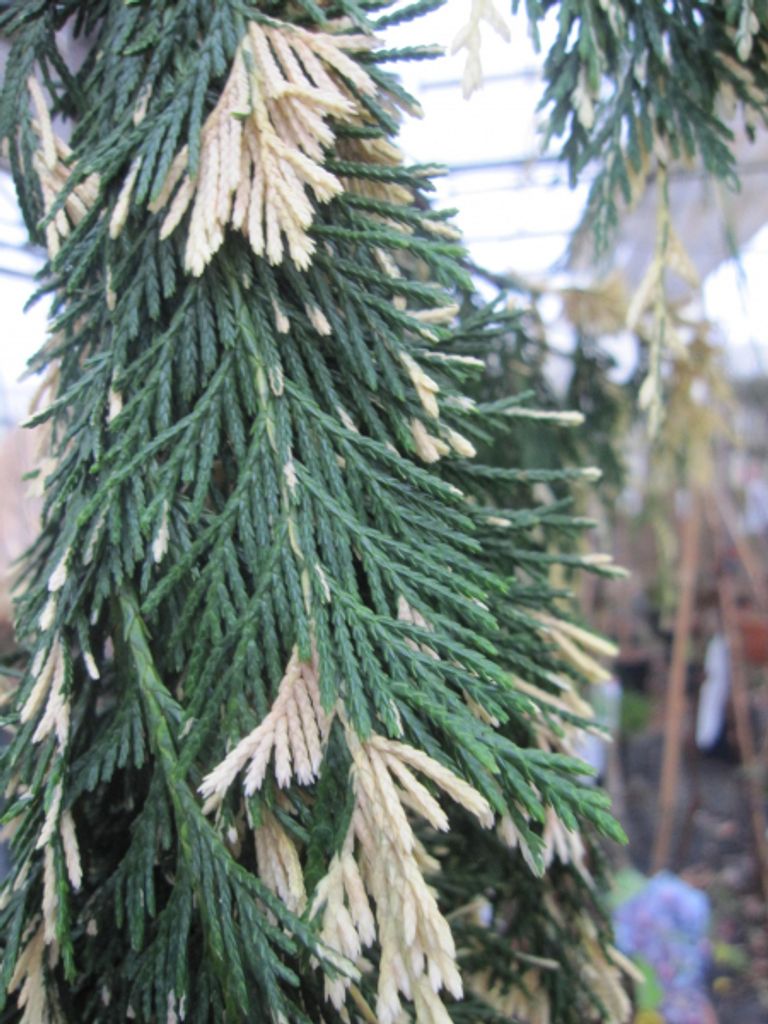 Xanthocyparis nootkatensis Gloria Palonica - Scheinzypresse - 60-70cm
