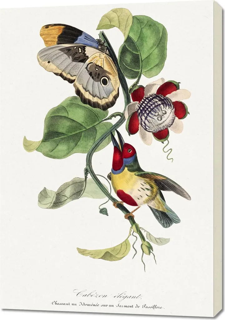 Tableau Vintage Oiseau Barbet 70 x 100 cm pour Décoration Salon Chic