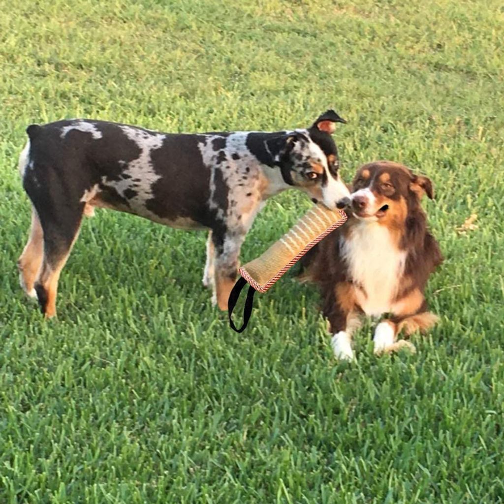HUANR Beisswurst Für Hunde - 30cm Zerrspielzeug Mit 2 Ringen