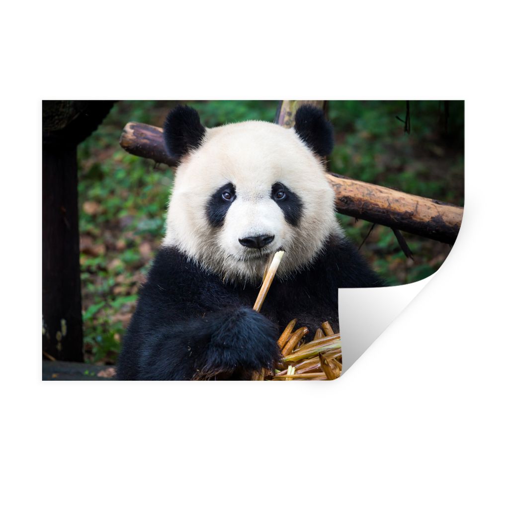 MuchoWow Wandtattoo Wandsticker Wandaufkleber Panda - Bambus - Natur 120x80 cm Selbstklebend und Repositionierbar - Selbstklebend - Fototapeten