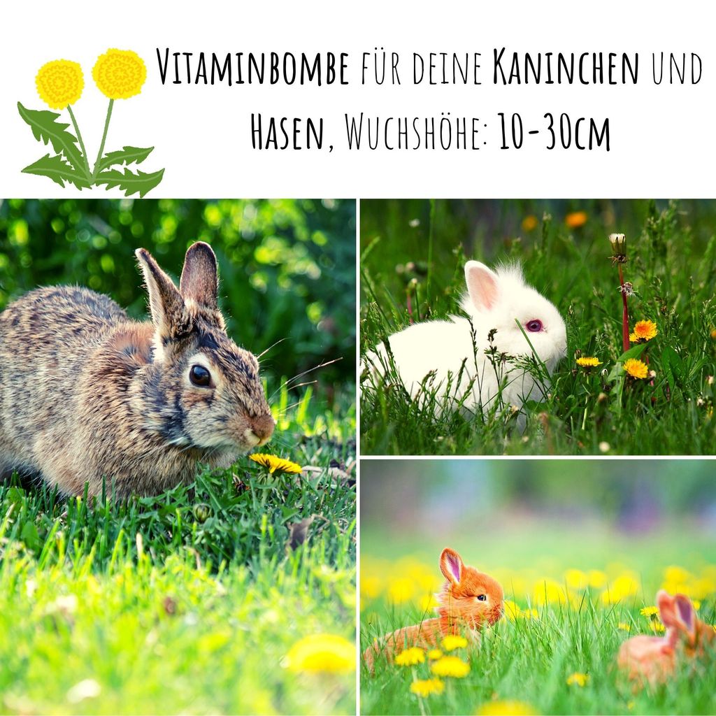 Löwenzahn Samen für Kaninchen Wildkräuter Kaufland.de