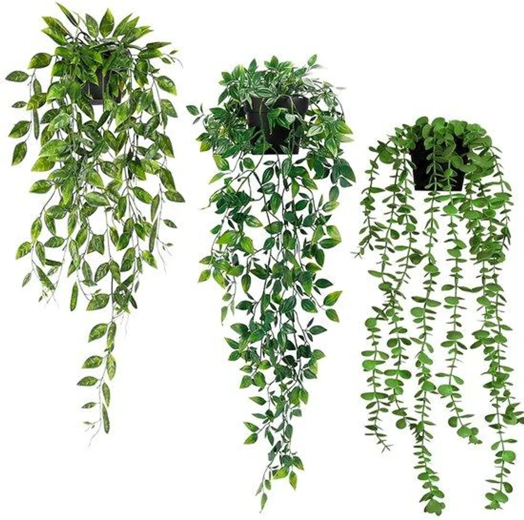 Plantes suspendues eucalyptus pour salon et salle de bain - Set de 3 pots