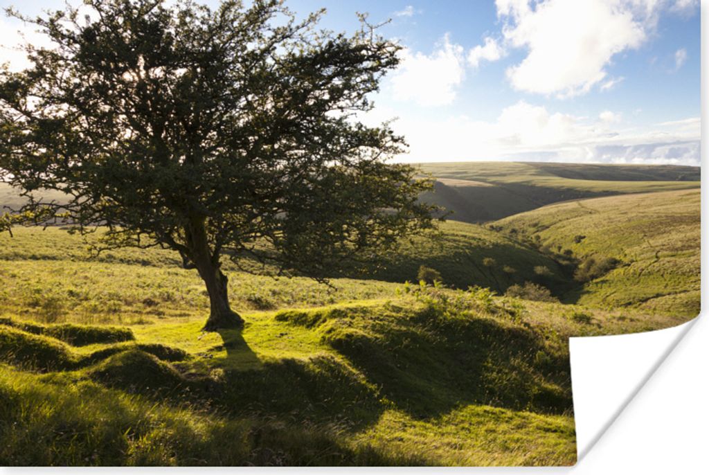 MuchoWow Poster Einsamer Weißdornbaum im Exmoor National Park in England 30x20 cm - Plakate - Print