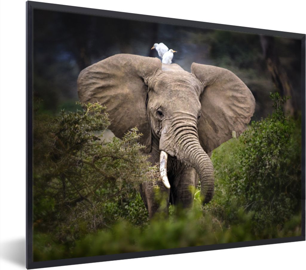 MuchoWow MuchoWow Gerahmtes Poster Elefant - Reiher - Pflanze 80x60 cm - Poster mit zchwarzem Bilderrahmen - Schwarzem - Mit Gestell