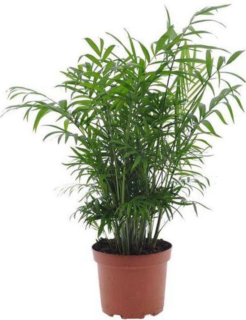 Chamaedorea Elegans Bergpalme Ø17cm 50cm Zimmerpflanze pflegeleichte Palme