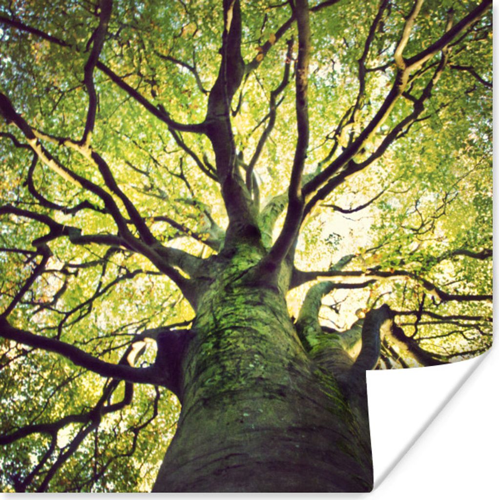MuchoWow Poster Beruhigende Zweige eines grünen Baumes 100x100 cm - Babyzimmer